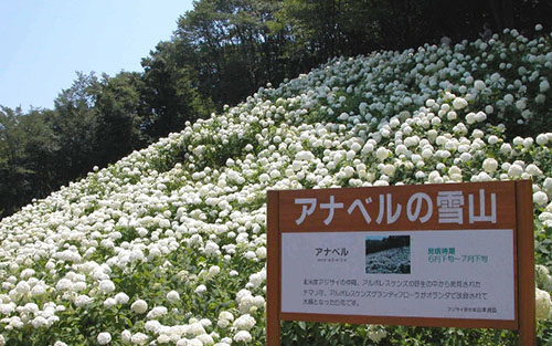 アナベルの雪山