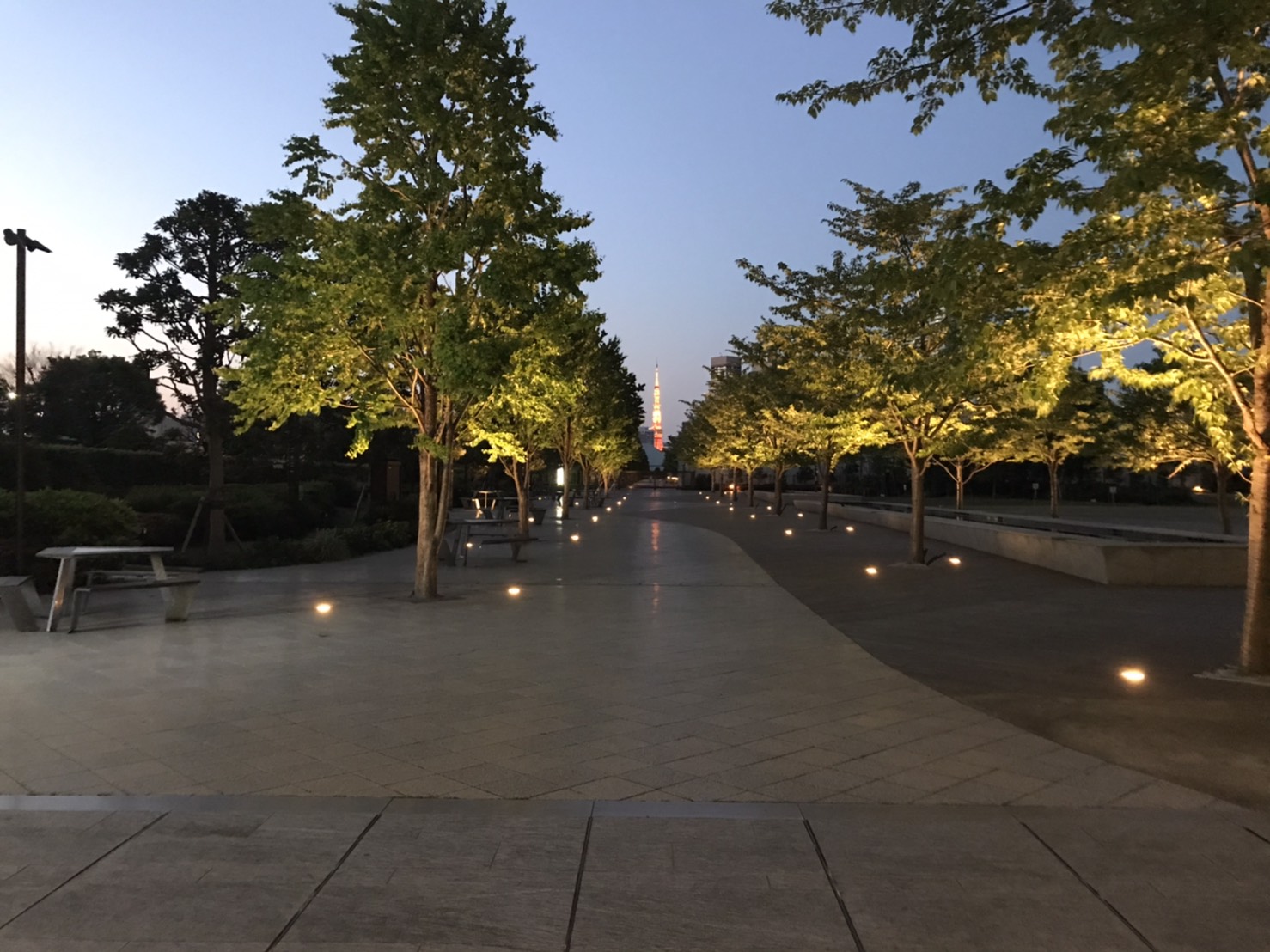 広場側並木（東京タワー夜景）