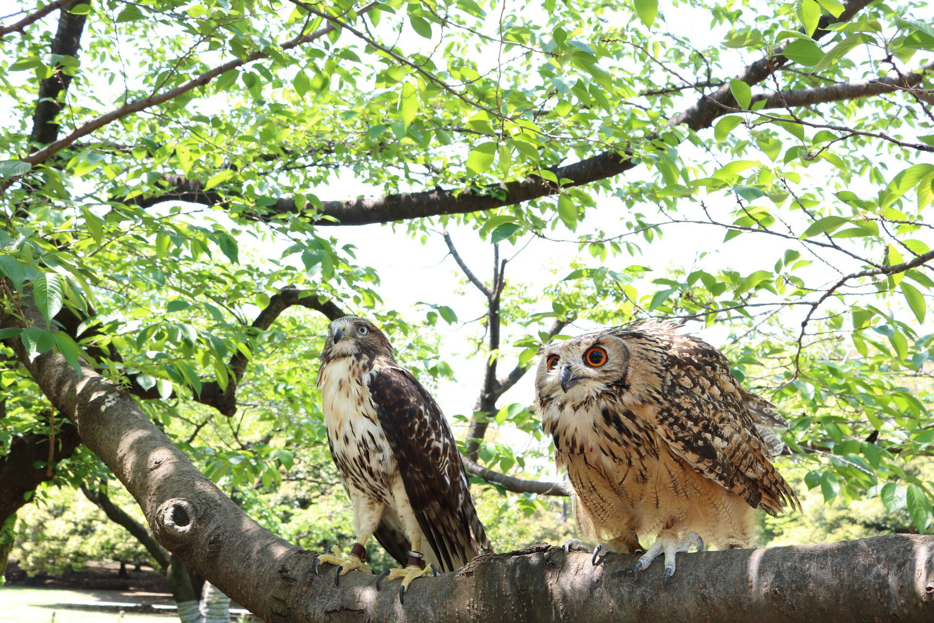 フクロウと鷹両方います