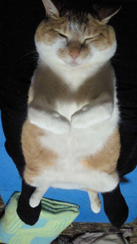 猫のななお