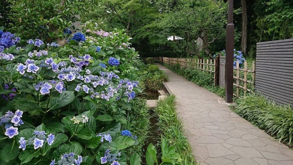 お鷹の道（アジサイ）