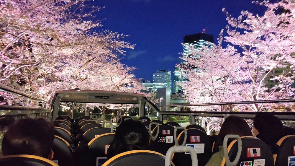 夜桜