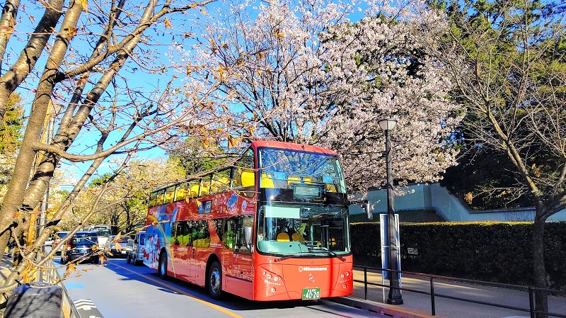 桜の時期