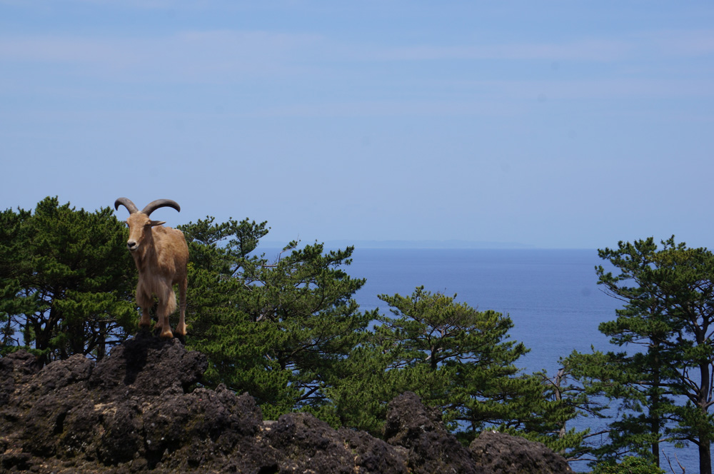 動物園内のサル島