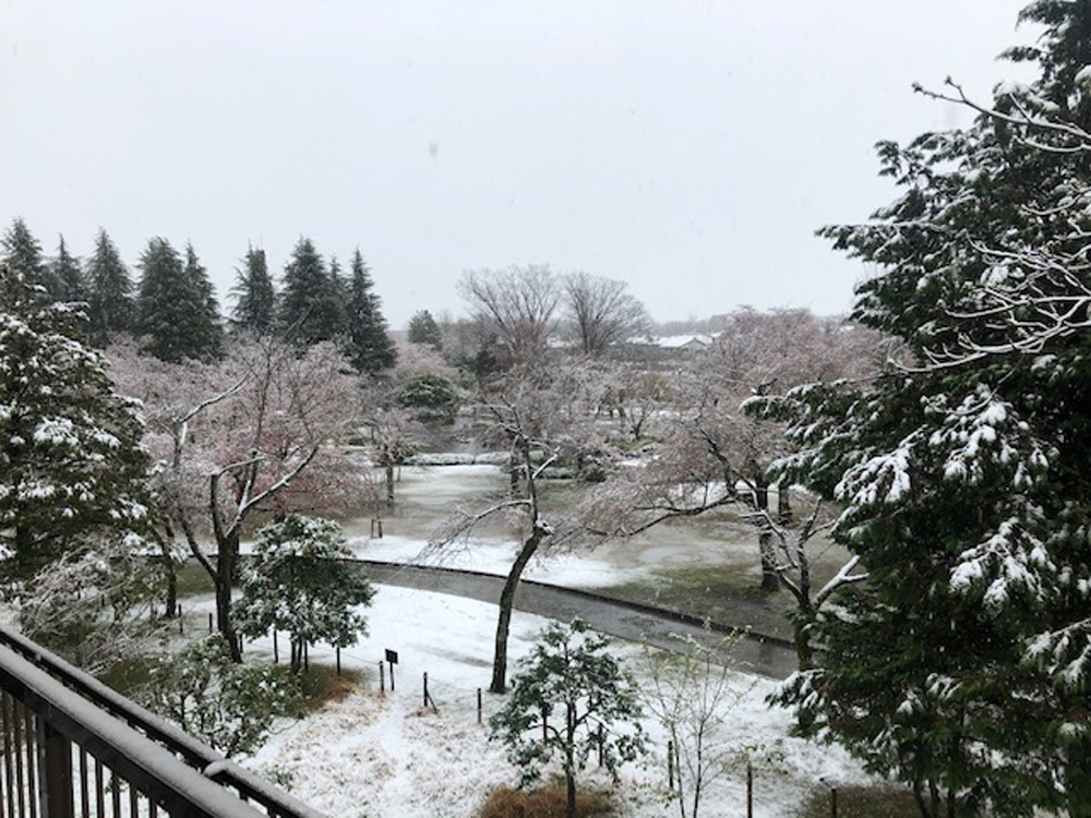 優ゆ家からの景色(桜、雪）