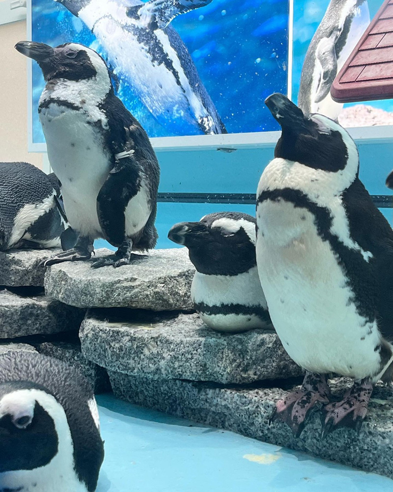 ペンギン