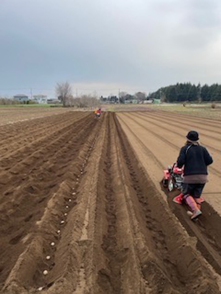 50m×45mの畑となります。写真は２月ぐらいの状態です。