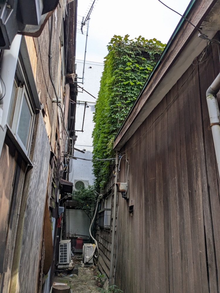 杉の木の外壁、蔦がからまる