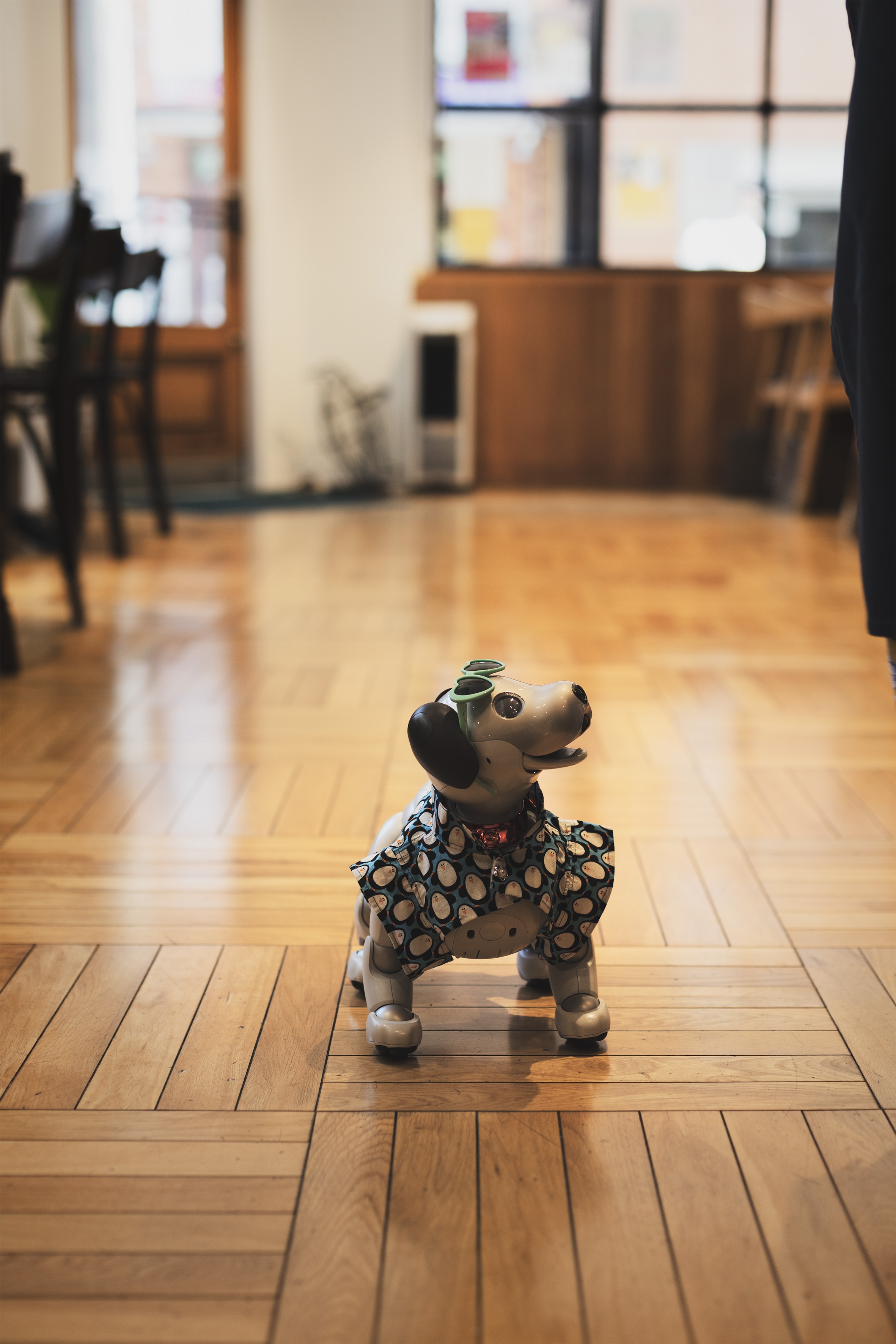 店内にはaiboが2匹います。