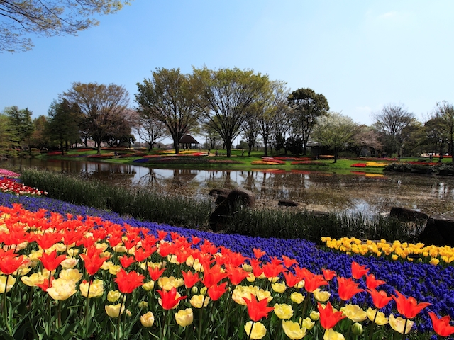 昭和記念公園 ロケ地情報一覧ページ 東京ロケたび 東京ロケーションボックス